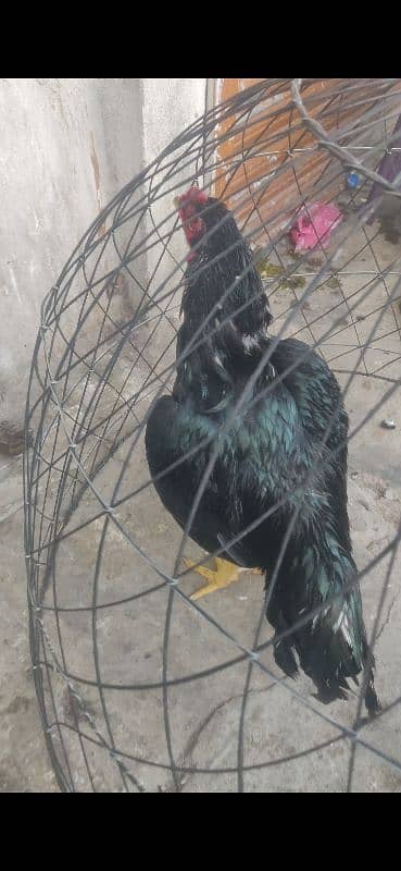 aseel breeder murgha available  Whatsapp 03175916166 4