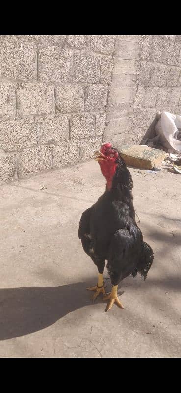 aseel breeder murgha available  Whatsapp 03175916166 5