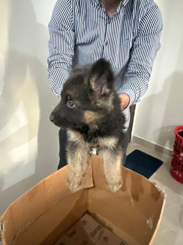 German Shepherd double coat puppy 0