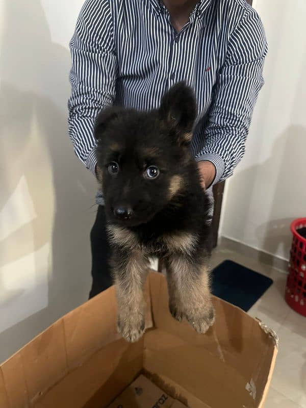 German Shepherd double coat puppy 1