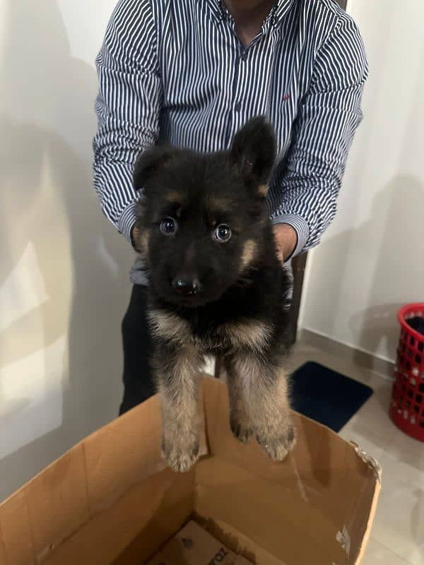 German Shepherd double coat puppy 2