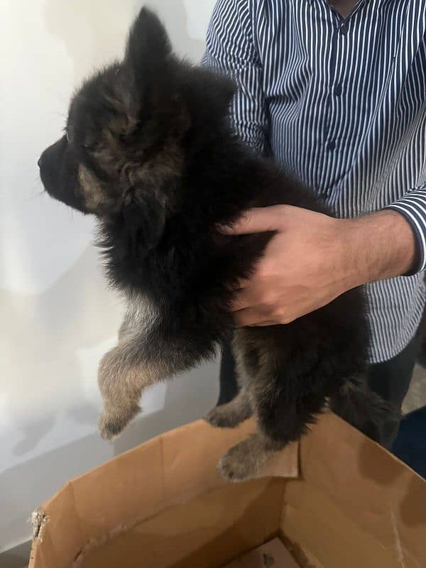 German Shepherd double coat puppy 3