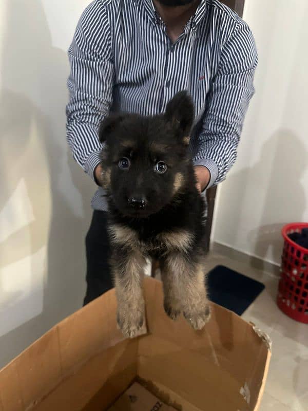 German Shepherd double coat puppy 4