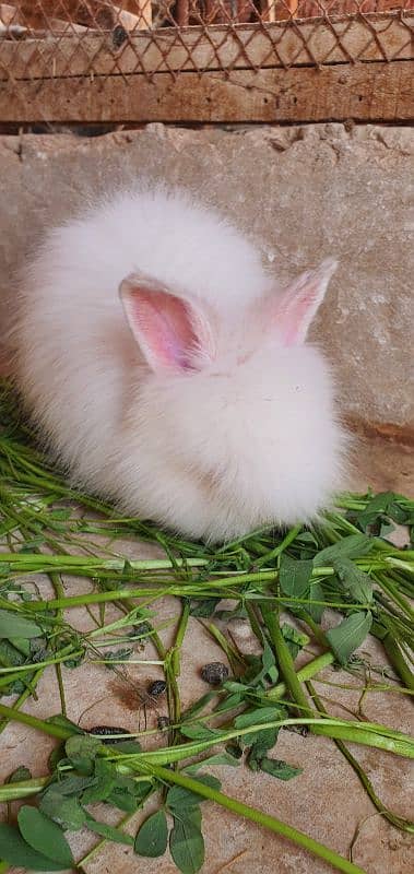 English angora rebats 0