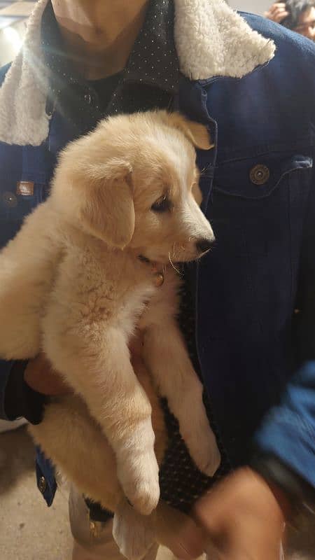 Golden Retriever 2 Months 0