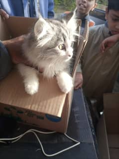 Persian and 7 months old