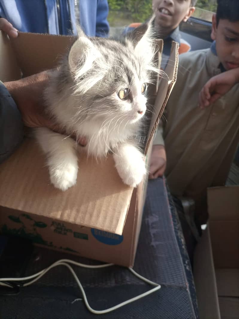 Persian and 7 months old 0