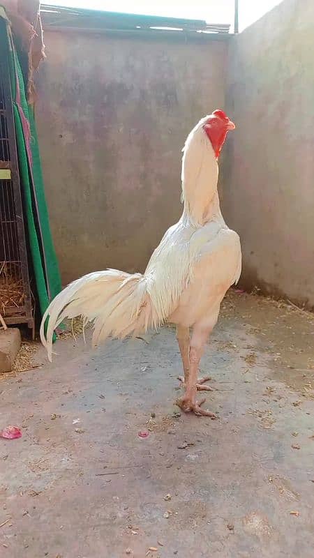 Heera pathy or Breeder Read Add for Details 0