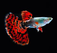 fancy guppy , lemon oscar , arowana , severum , angels