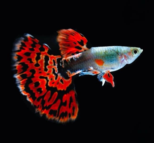 fancy guppy , lemon oscar , arowana , severum , angels 0