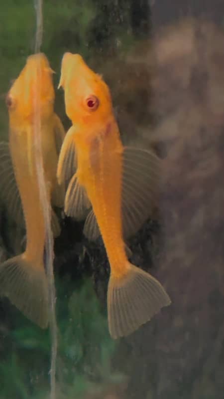 fancy guppy , lemon oscar , arowana , severum , angels 9