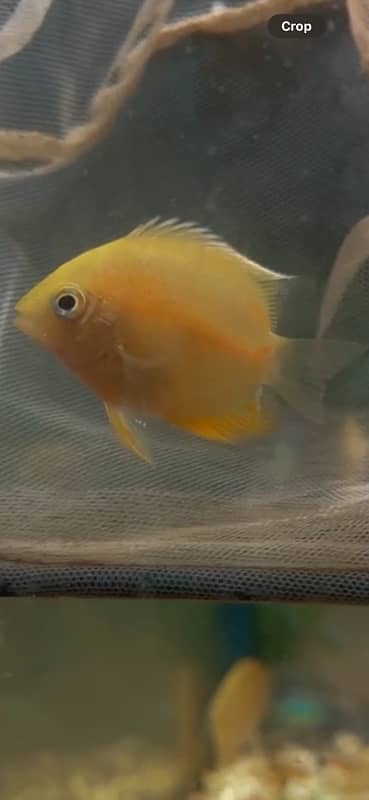 fancy guppy , lemon oscar , arowana , severum , angels 13