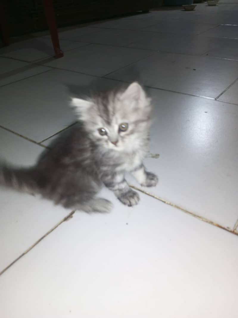 Persian kitten 0