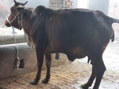 Mashallah cholistani cow aseel shrif 7kg dodh 2.5ki cnfrm ghbn