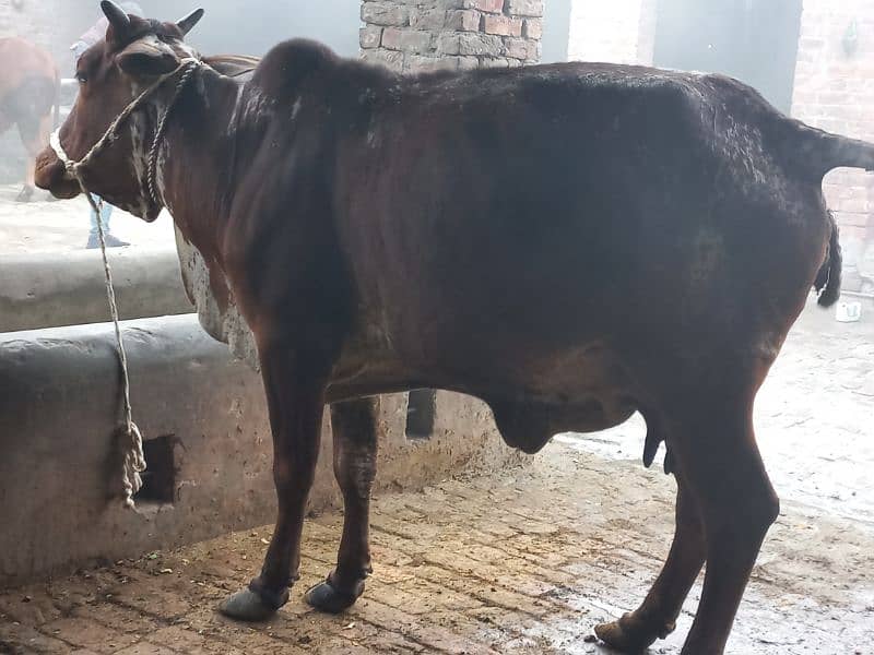 Mashallah cholistani cow aseel shrif 7kg dodh 2.5ki cnfrm ghbn 0