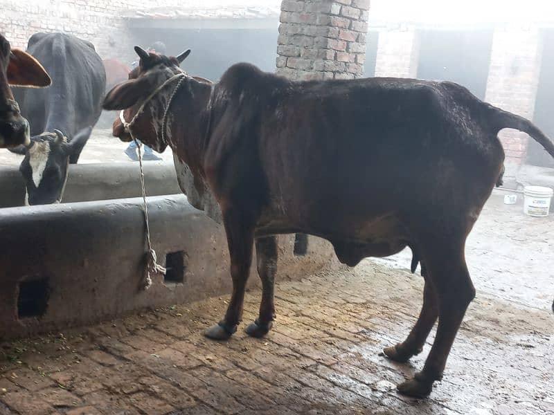 Mashallah cholistani cow aseel shrif 7kg dodh 2.5ki cnfrm ghbn 1