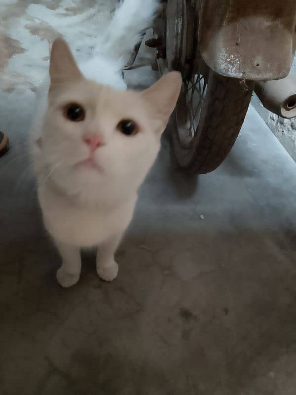 white cat 2