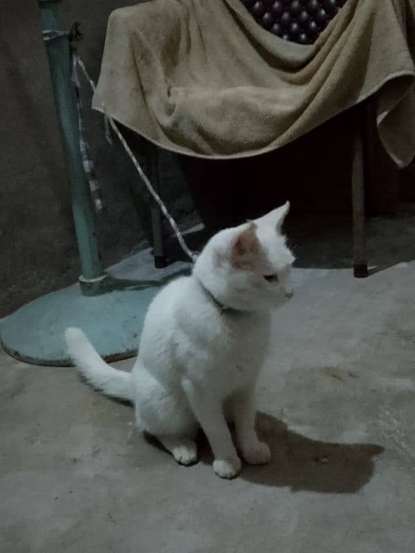 white cat 3