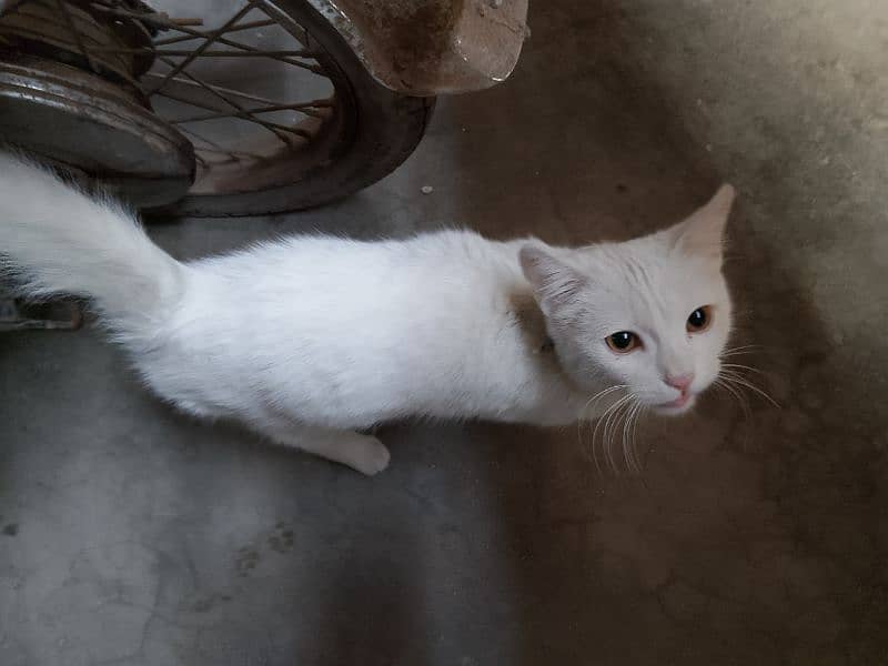 white cat 4