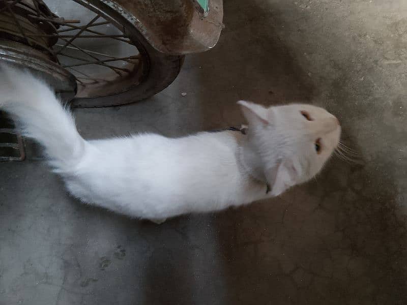 white cat 6