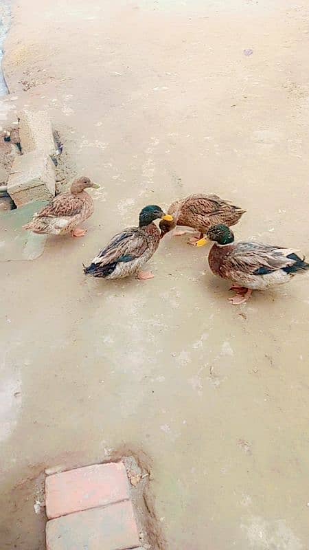 duck pair for sale first time eggs start Whatsapp 03155110956 0