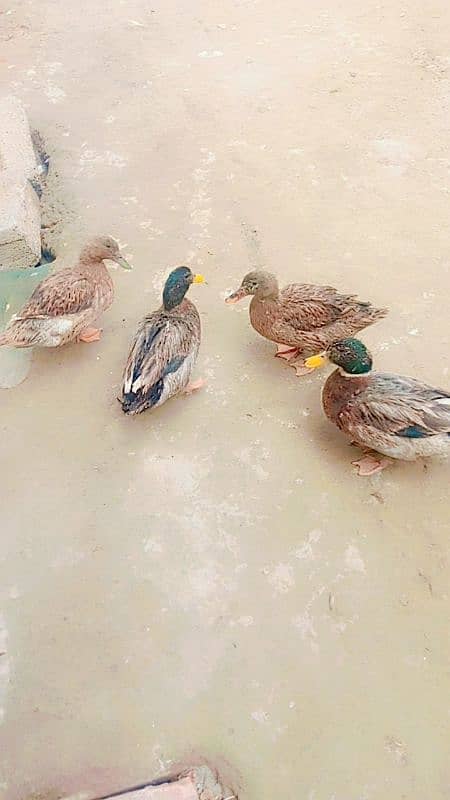 duck pair for sale first time eggs start Whatsapp 03155110956 1