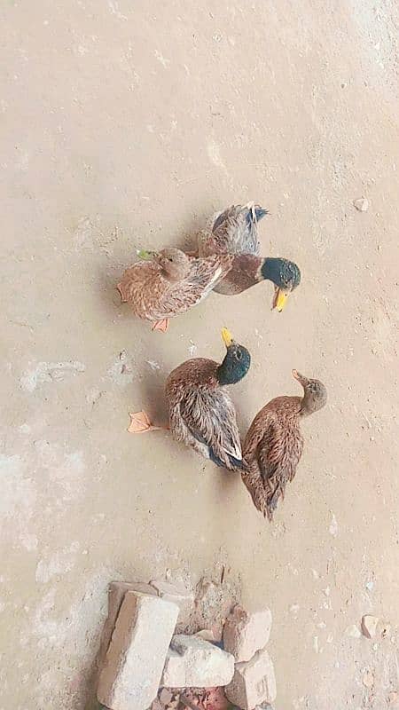 duck pair for sale first time eggs start Whatsapp 03155110956 2