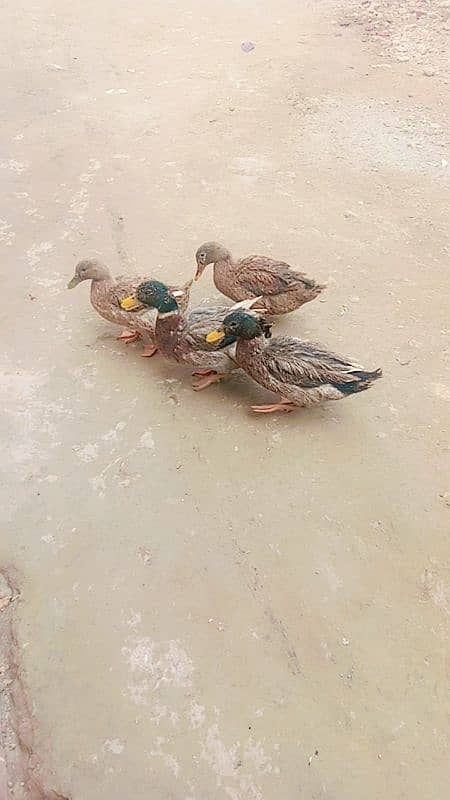 duck pair for sale first time eggs start Whatsapp 03155110956 3