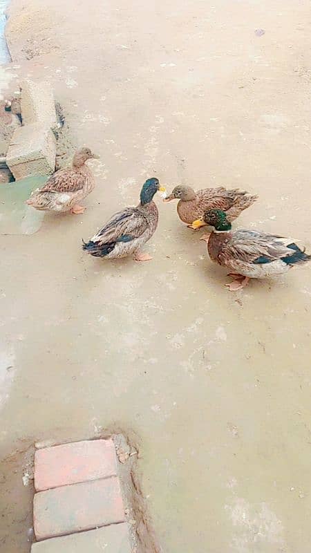 duck pair for sale first time eggs start Whatsapp 03155110956 4