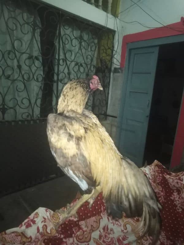 Aseel shajri mianwali female with pathay and pathian for sale 4