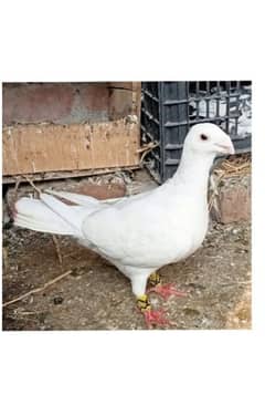 jerman beauty famail and denish male pigeon