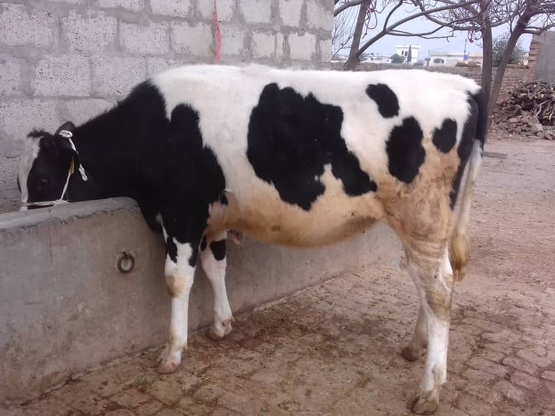 Pure Australian Friesian Heifer 0