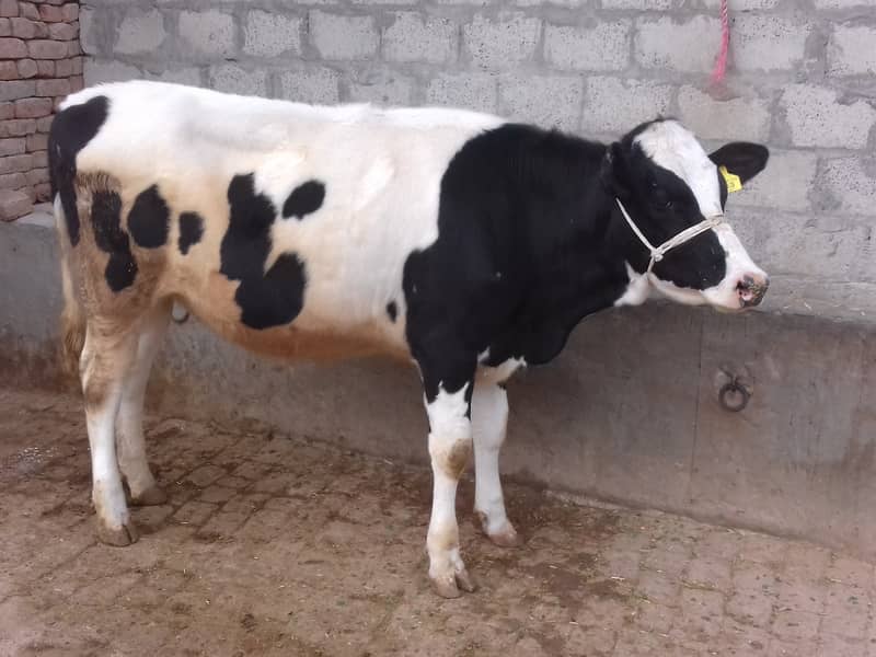 Pure Australian Friesian Heifer 2