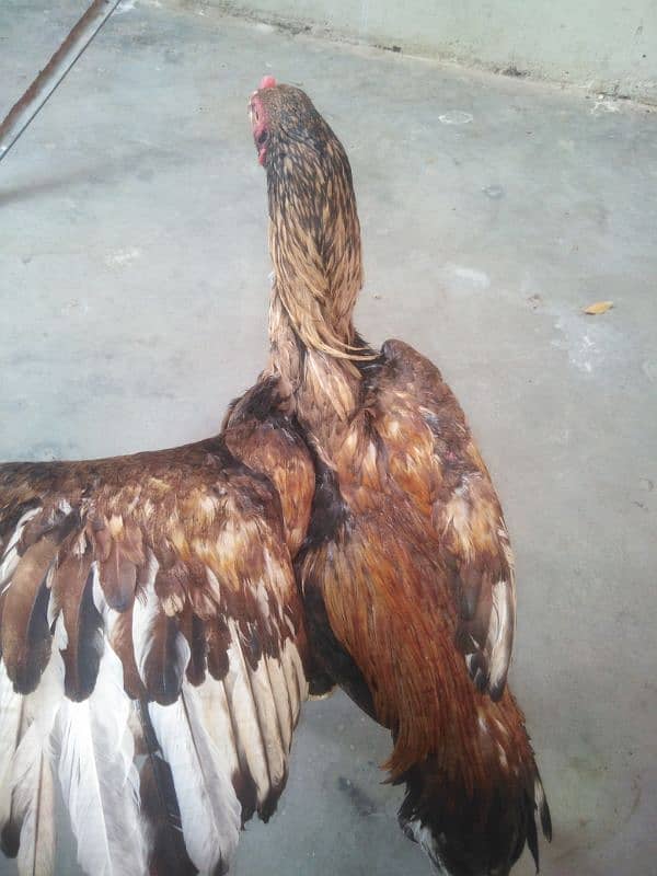 Aseel shajri mianwali female with pathay and pathian for sale 6