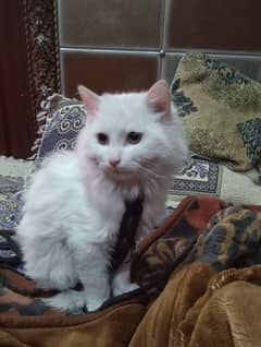 Persian pure white cat