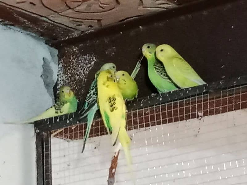 4 piece Australian budgie with cage and breading box 0