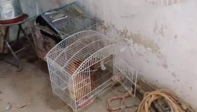 4 piece Australian budgie with cage and breading box 1