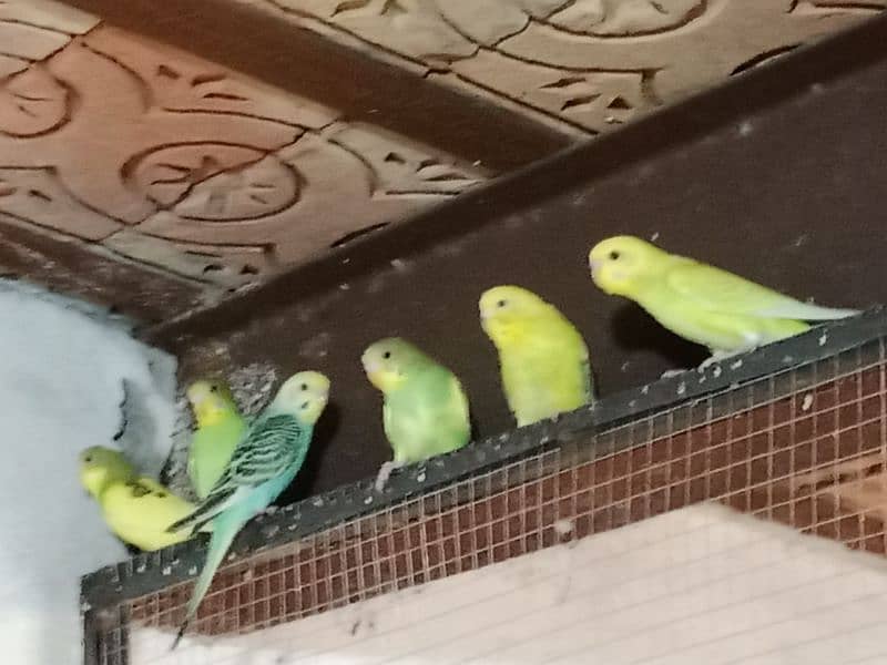 4 piece Australian budgie with cage and breading box 3