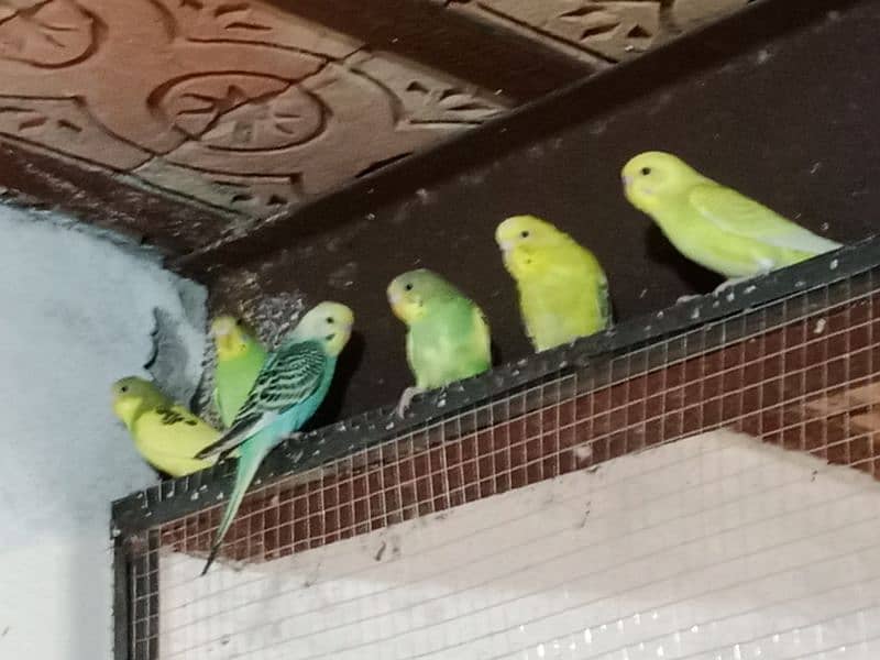 4 piece Australian budgie with cage and breading box 4