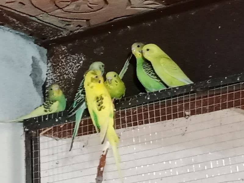 4 piece Australian budgie with cage and breading box 5