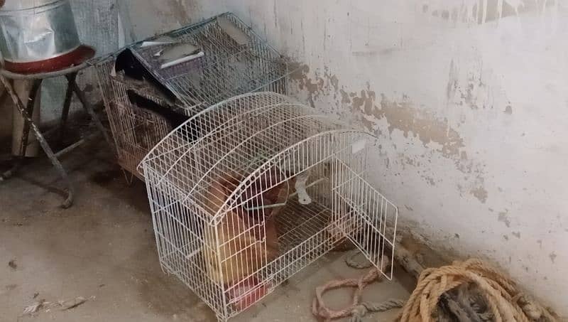 4 piece Australian budgie with cage and breading box 6