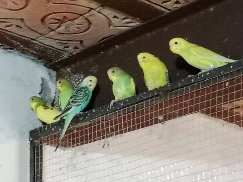 4 piece Australian budgie with cage and breading box 8