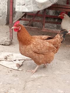 Egg laying home breed hen