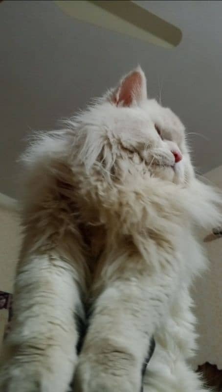 Persian Tripple Coat Male Cat For Mating 0