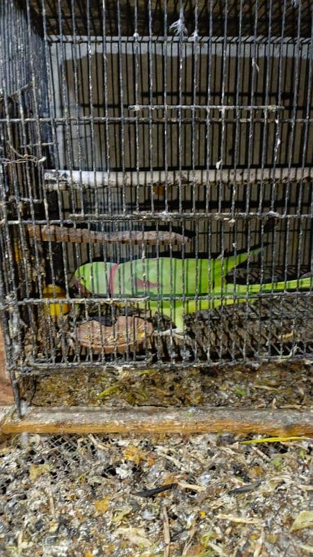 Raw parrot full breeder pair 1