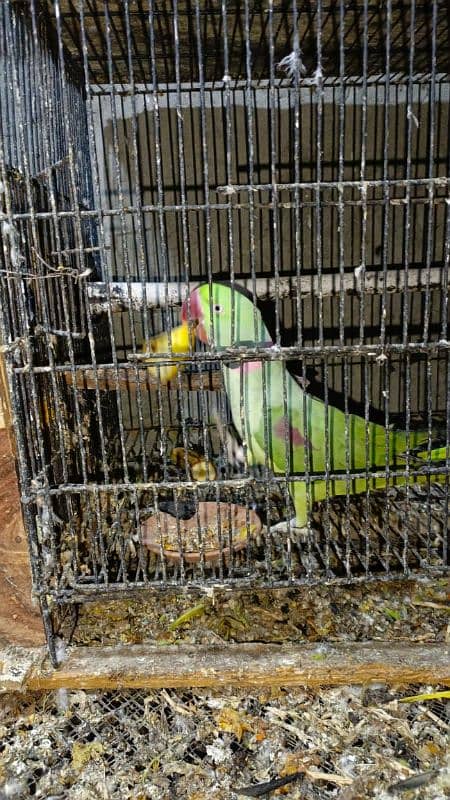 Raw parrot full breeder pair 2