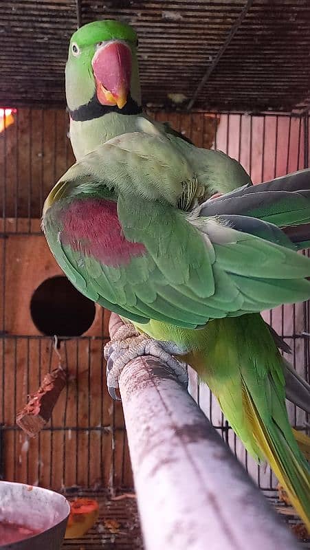 Raw parrot full breeder pair 3