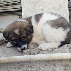 afghan kuchi pet for sale