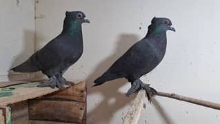 Fancy pigeons