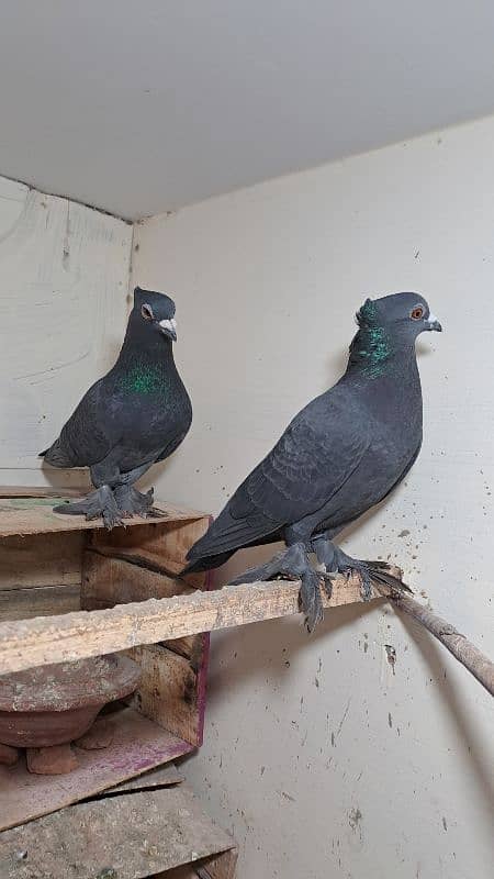 Fancy pigeons 1